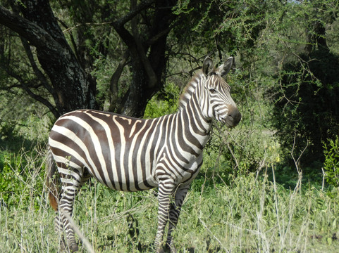Zara Tanzania Adventures-莫西必去景点