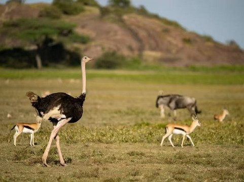 Sino Africa Safari-内罗毕必去景点