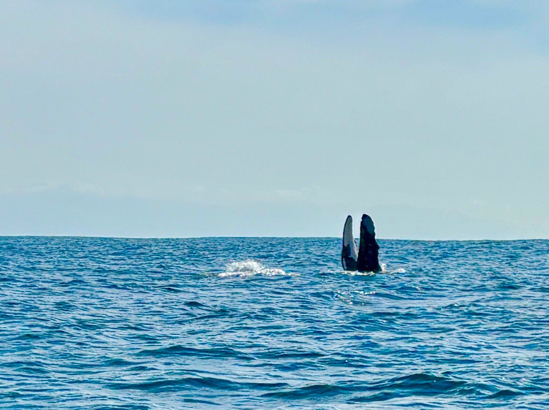 Dressel Divers Puerto Vallarta-蓬塔米塔必去景点