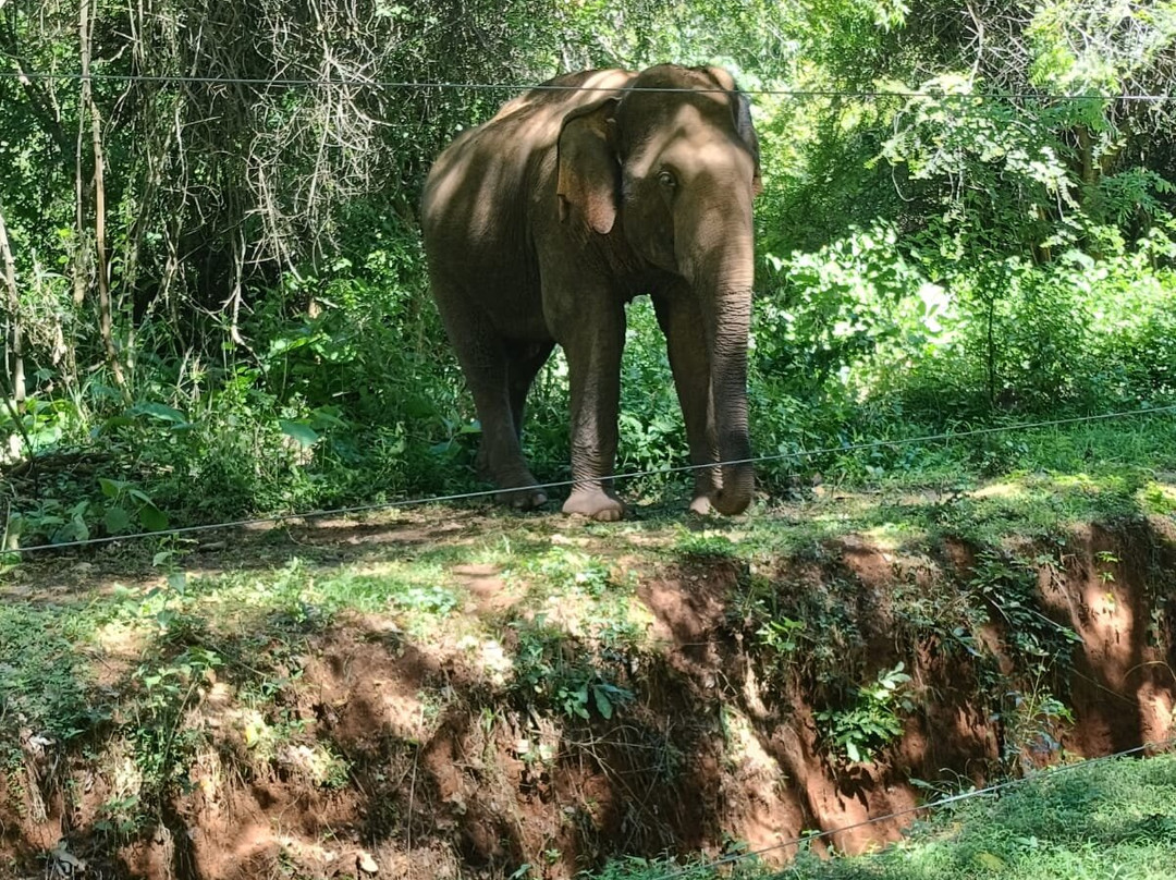 Luster Blue Tours-加勒必去景点