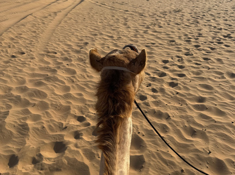 Abu Dhabi Desert Safari-阿布扎比必去景点
