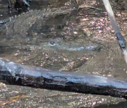 Mystic Embrace-Chacala必去景点