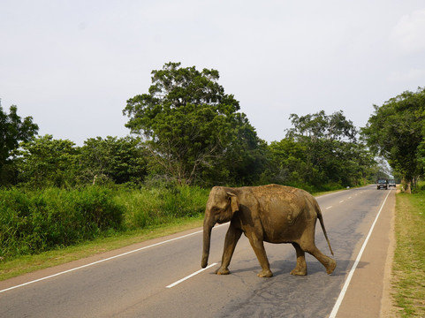 Jeep Safari With Gayan-锡吉里亚必去景点