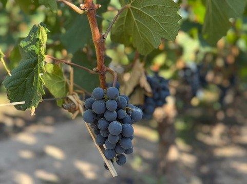 Bodega Matervini-路冉得库约必去景点