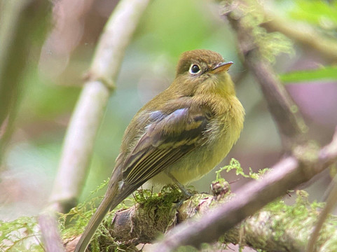 Highland Birds Tours-多塔圣赫拉多必去景点