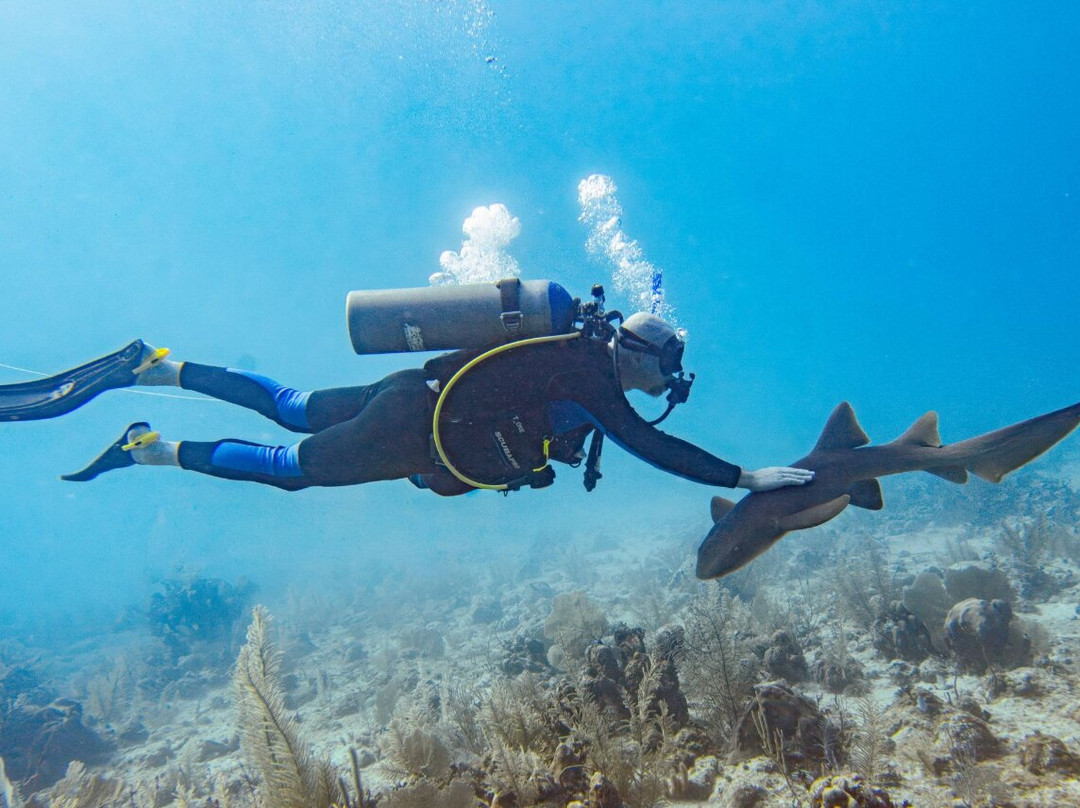 Dressel Divers Puerto Aventuras-阿范特拉斯港必去景点