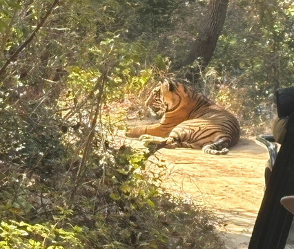 Ranthambore National Park-Ranthambore National Park必去景点
