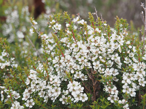 Australian Air Safaris-Moorabbin必去景点