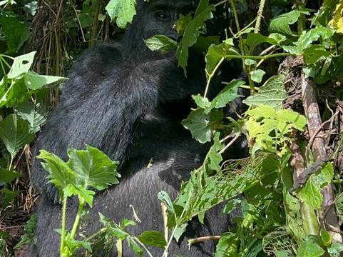 Kisoro Tours Uganda-坎帕拉必去景点