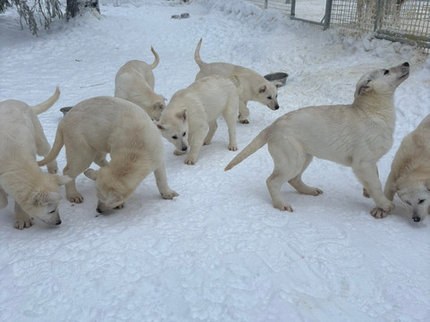 Soulmate Huskies-Pello必去景点