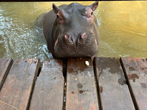 Hippo Jessica-霍德斯普鲁特必去景点