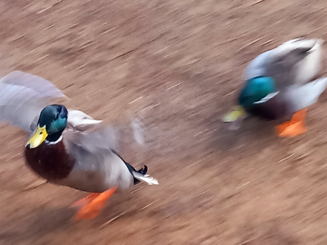 Stockgrove Country Park-Heath and Reach必去景点