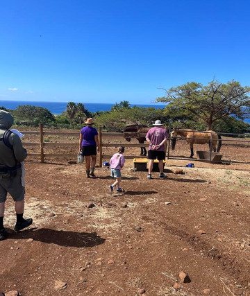Maui Animal Farm-拉海纳必去景点