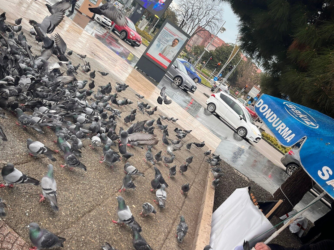 Samsun Tramway-萨姆森必去景点