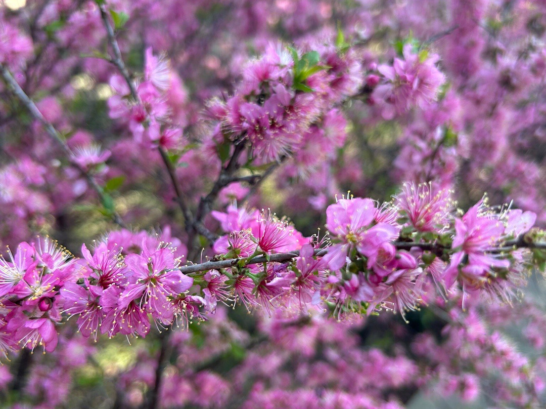 8fold-派恩克雷斯特 由 LaRiSa 提供, 比姆塔尔主图