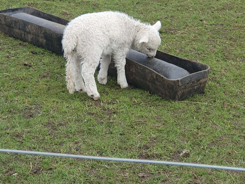 Willow Tree Family Farm-Shirebrook必去景点