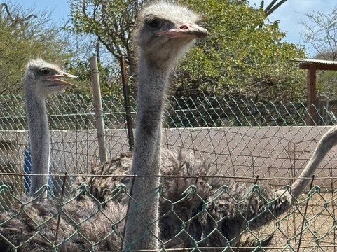 Curacao Ostrich Farm-库拉索必去景点