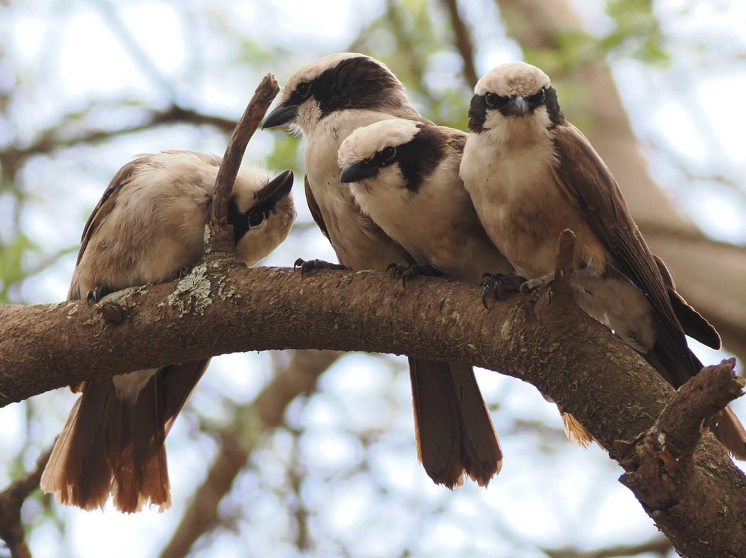 Ongeri Expeditions-Luxury Safaris-Karen必去景点