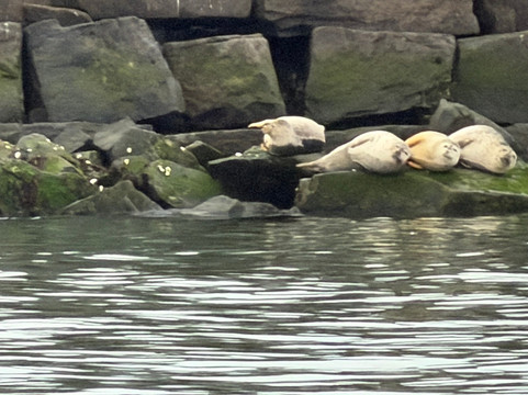Cape Water Tours-刘易斯必去景点