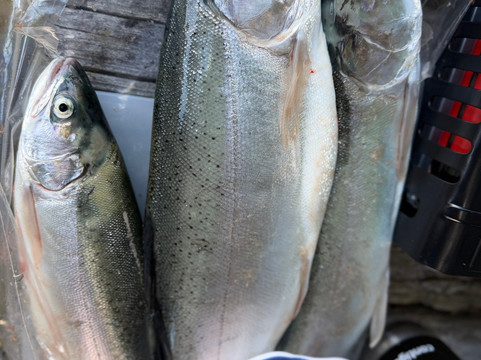 Fish Her Charters-陶波必去景点