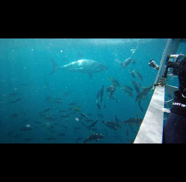 Shark Experience-布拉夫必去景点