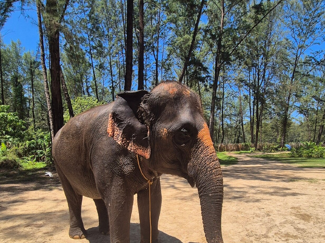Supaporn Elephant Camp-Bang Muang必去景点