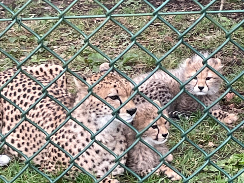 Fota Wildlife Park-Carrigtwohill必去景点