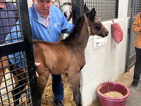 Taylor Made Farm-Nicholasville必去景点