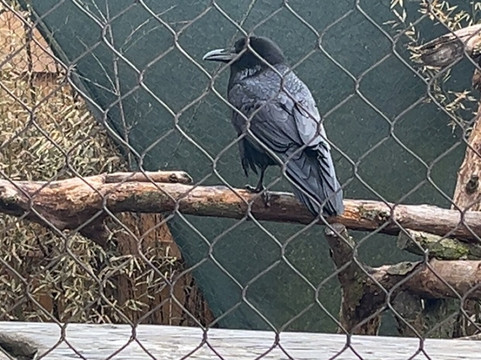 Brookfield Zoo-Brookfield必去景点