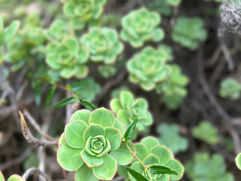 Tantanoola Caves Conservation Park-Tantanoola必去景点