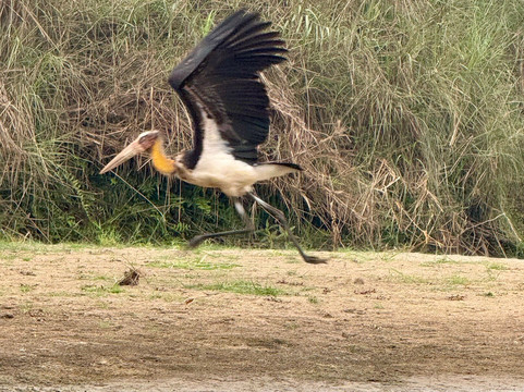 Wildlife Adventure Tours-奇旺国家公国必去景点