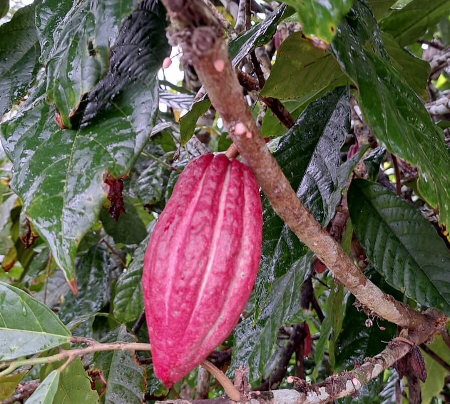 El Trapiche Tour-蒙特沃德必去景点