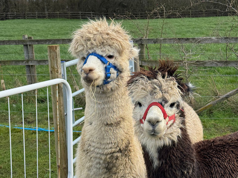 Cotswold Vale Alpacas-伊夫舍姆必去景点