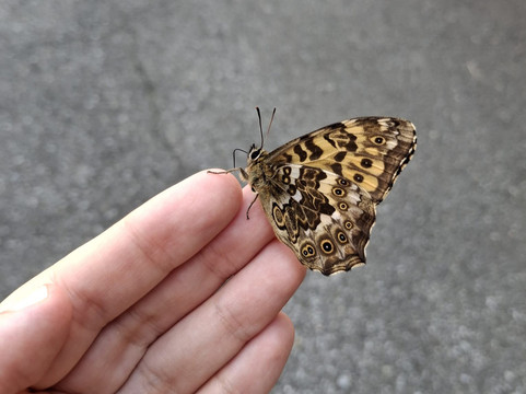 Mt.Resort ASAHIDAKE Ropeway-东川町必去景点