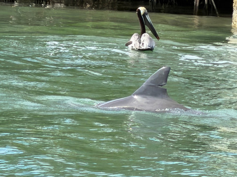 Gasparilla Boat Tours-恩格尔伍德必去景点