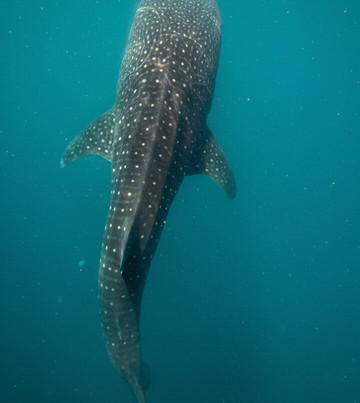 Mafia Island Dream Adventures-Kilindoni必去景点