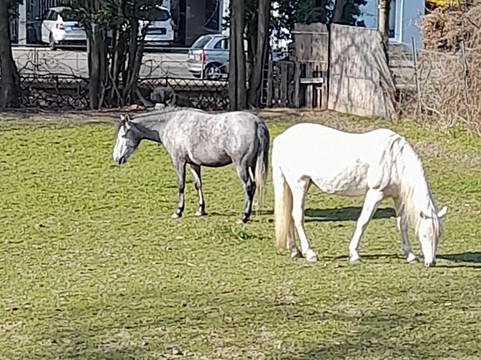 OX Hotel Altes Spital主图