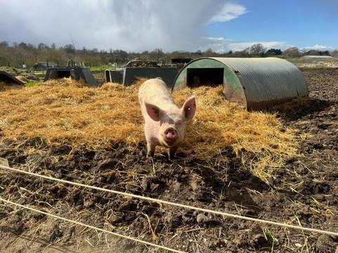 Church Farm Ardeley-斯蒂夫尼奇必去景点