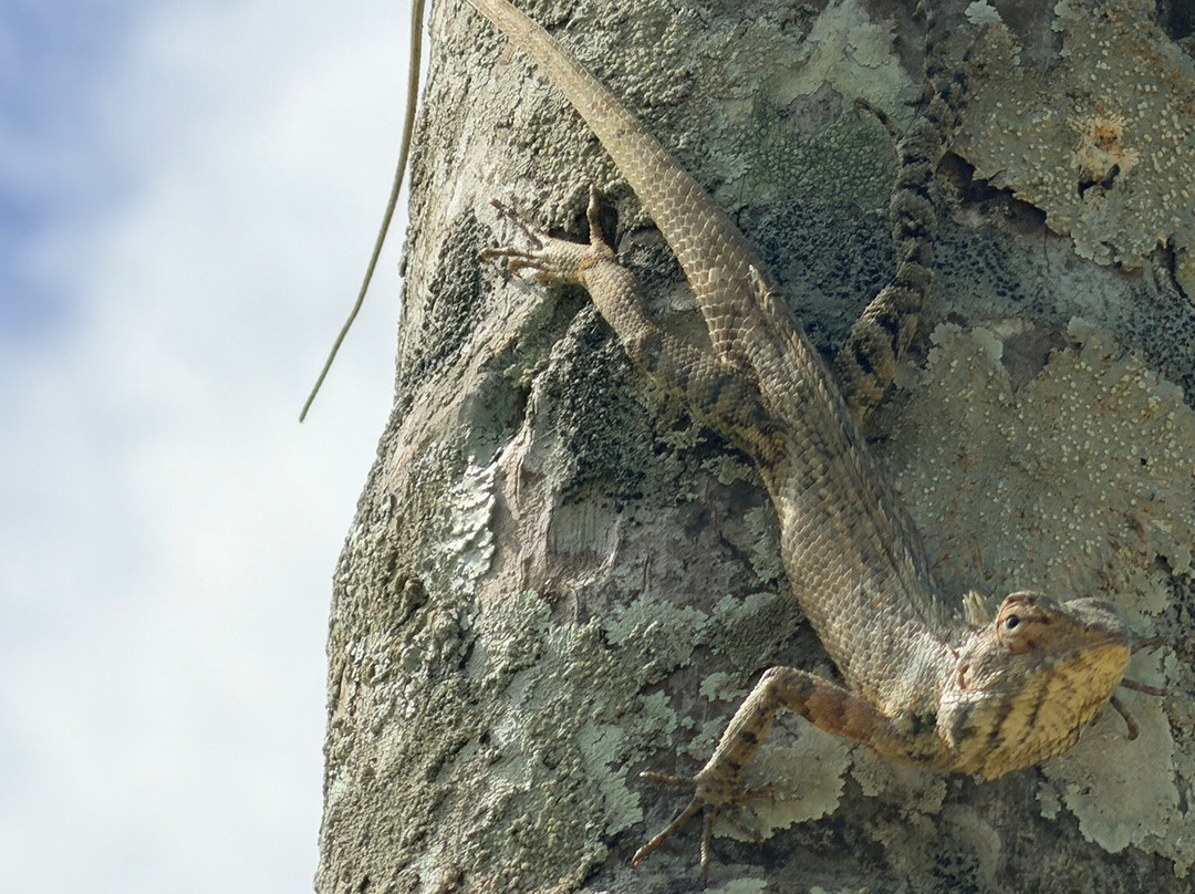 Sri Lanka Trekking-康提必去景点