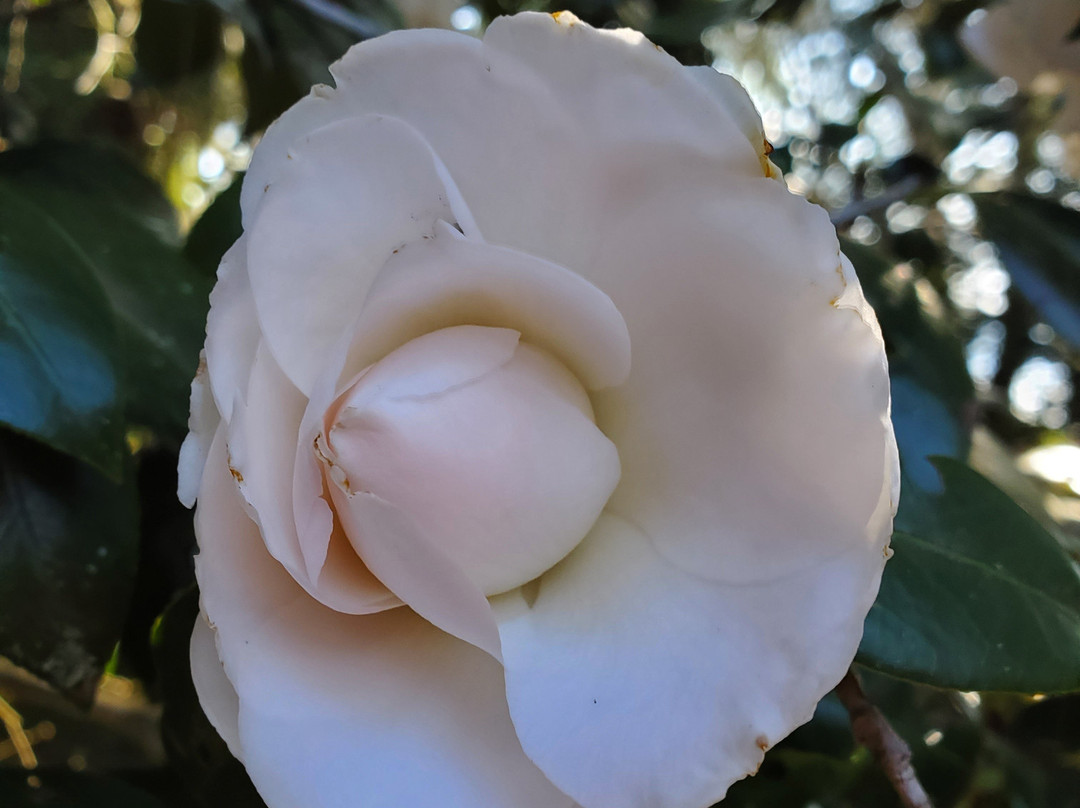 Parque Estatal Maclay Gardens-塔拉哈西必去景点