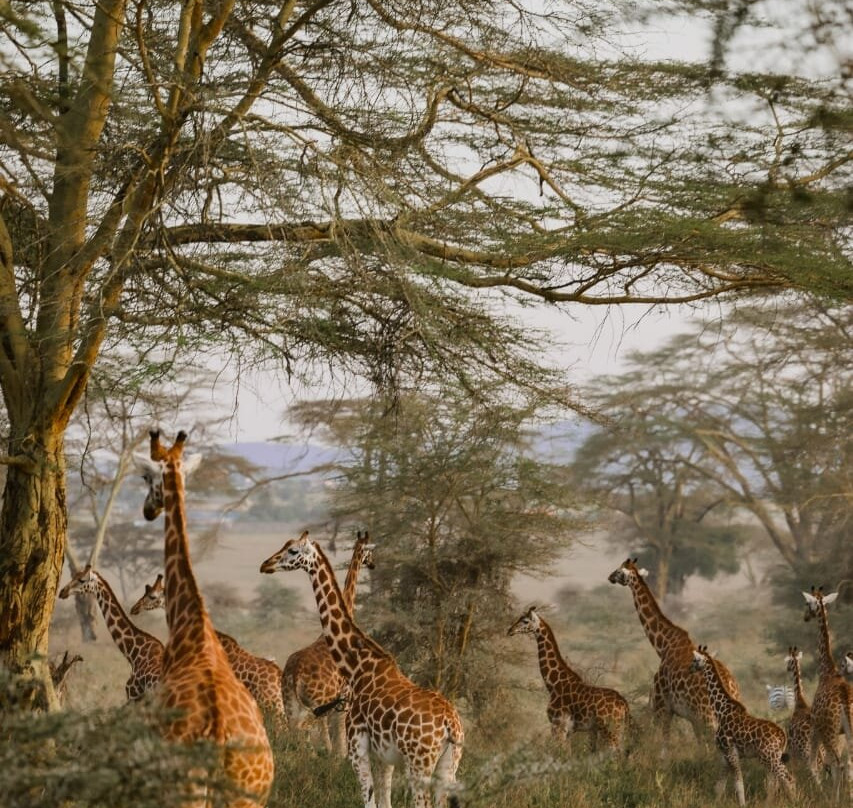 Siraam Tours and Travels-内罗毕必去景点