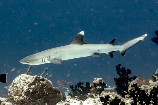 Scuba Journey-乌库拉斯必去景点