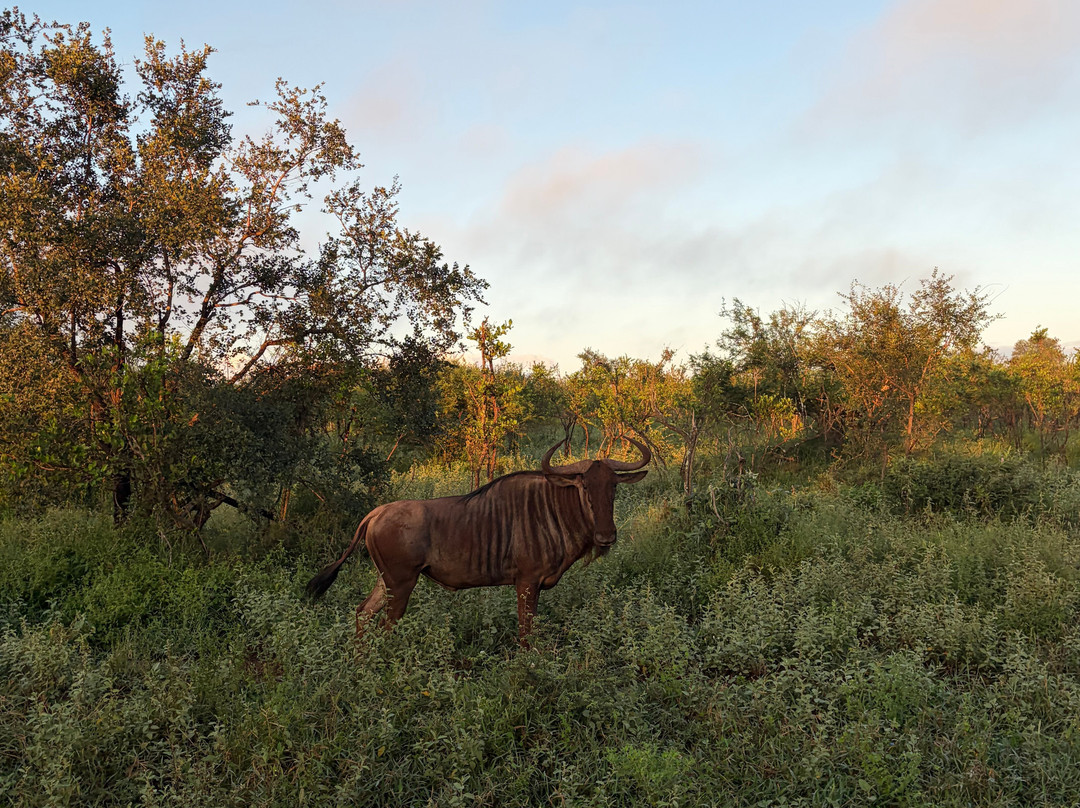 Southern Kruger Safaris-玛洛斯帕克必去景点