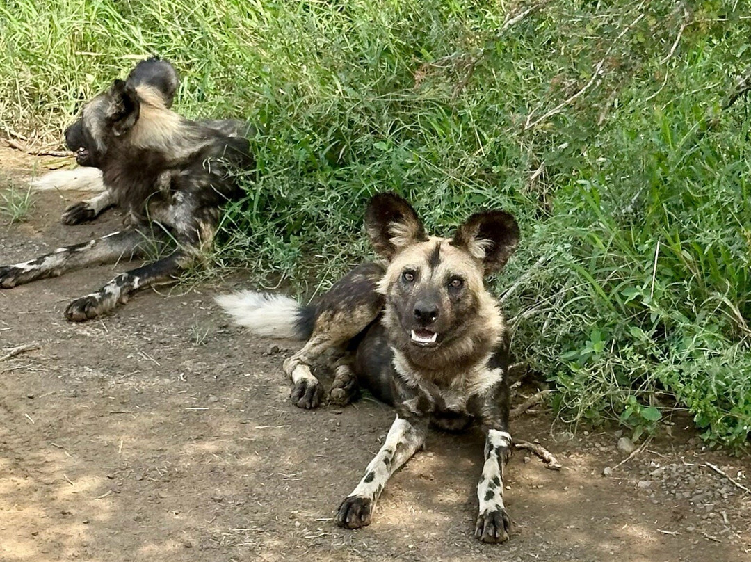 Southern Kruger Safaris-玛洛斯帕克必去景点