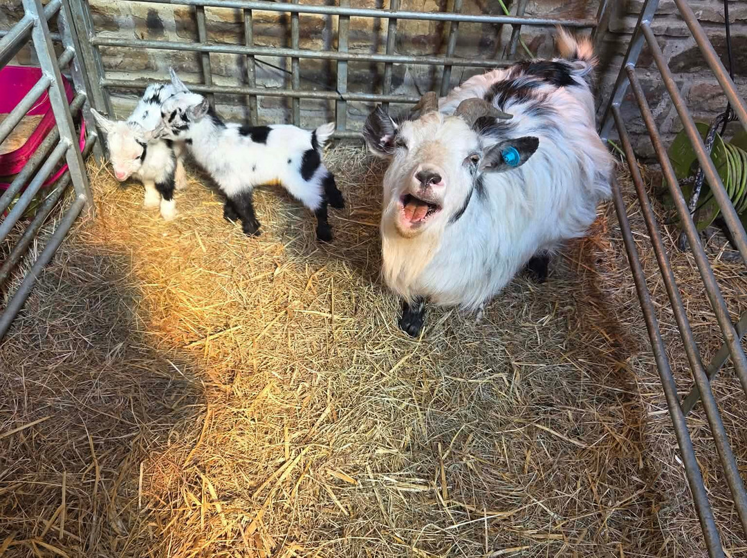 Walking the goats at Lower Coates-巴恩斯利必去景点