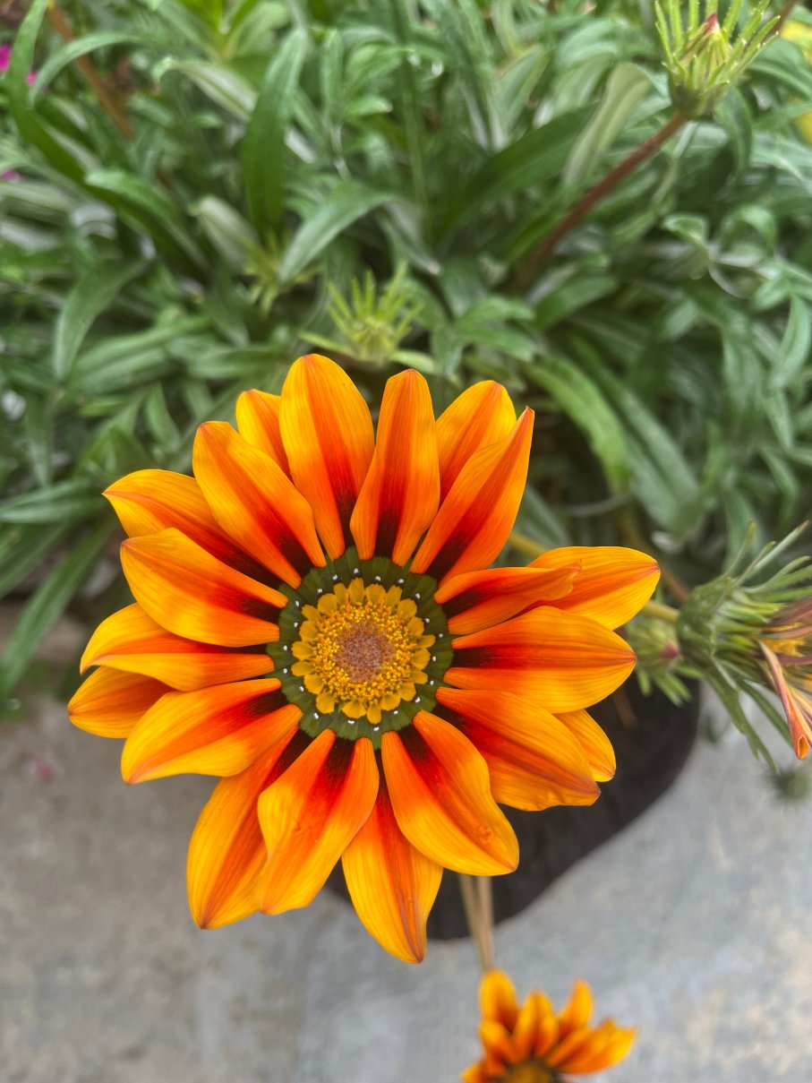 La Posada de Norma-官方