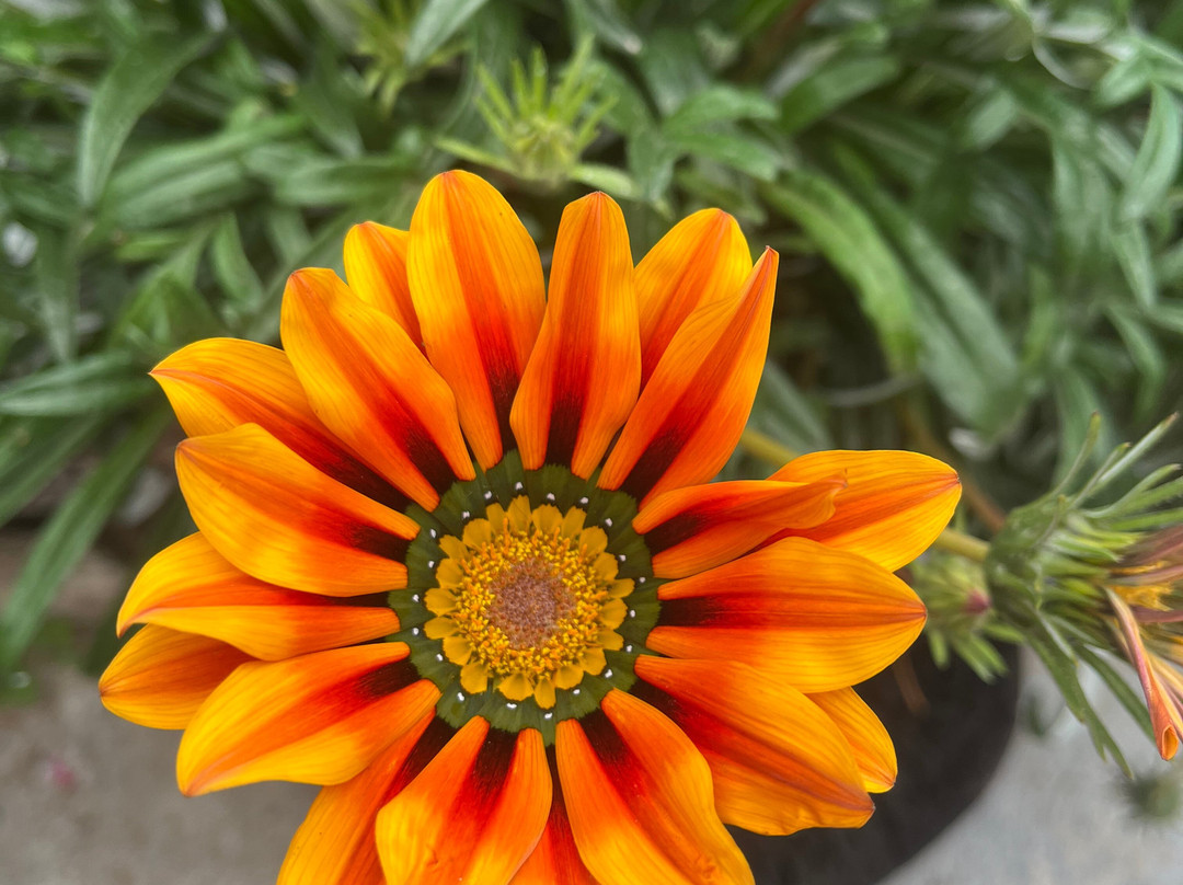 La Posada de Norma主图