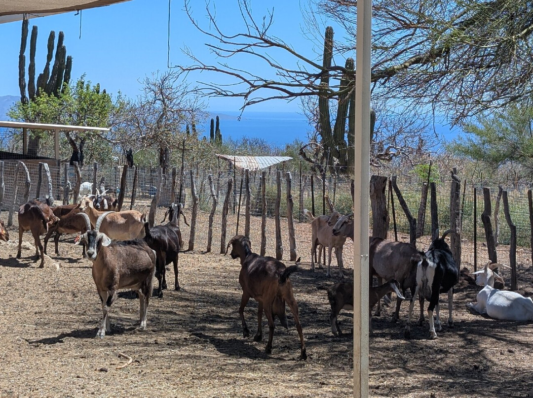 Rancho Cacachilas-El Sargento必去景点