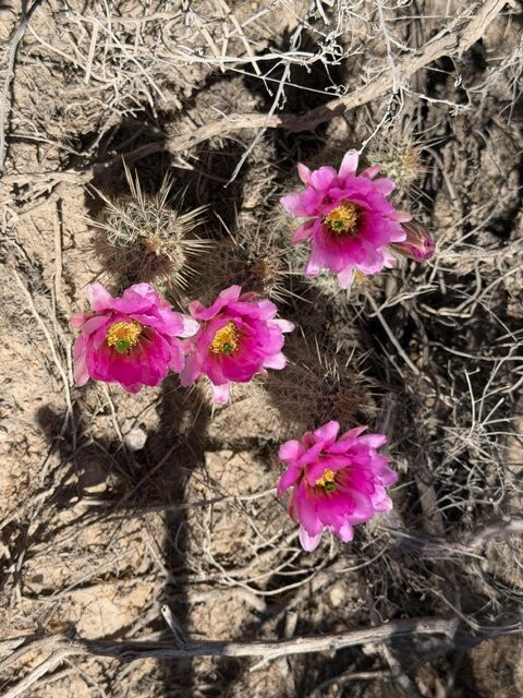 Saguaro National Park-图森必去景点
