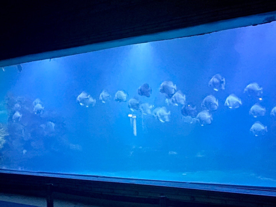 Hurghada Grand Aquarium-赫尔格达必去景点